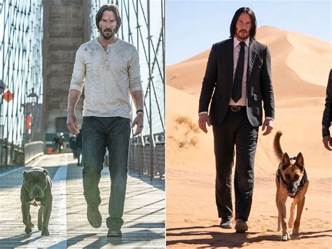 dog breed john wick 3|John Wick 3’s Dog Training Took Longer Than The Movie’s。